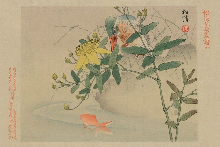 Picture of KINGFISHER AND GOLDFISH IN POND