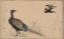 Picture of PHEASANT