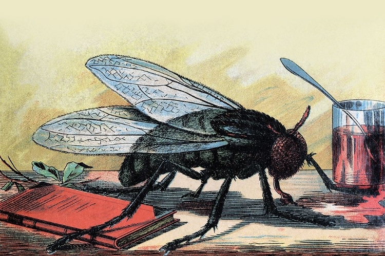 Picture of FLY