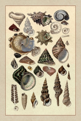 Picture of SHELLS: TRACHELIPODA #3