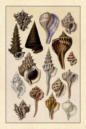 Picture of SHELLS: TRACHELIPODA #4