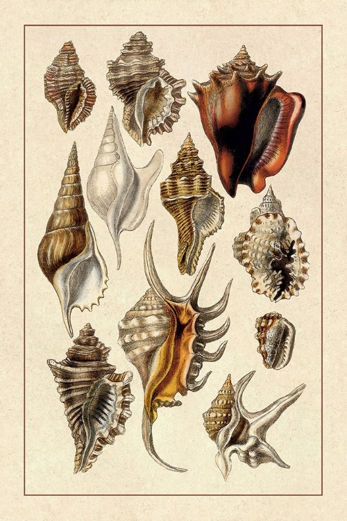 Picture of SHELLS: TRACHELIPODA #5