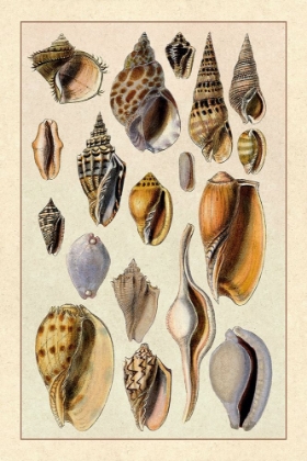 Picture of SHELLS: TRACHELIPODA #6