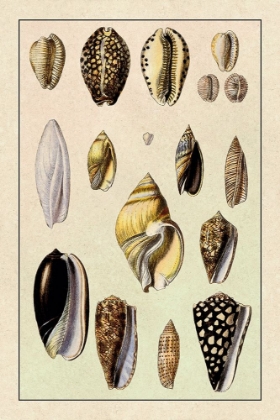 Picture of SHELLS: CONVOLTAE AND ORTHOCERATA