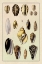Picture of SHELLS: CONVOLTAE AND ORTHOCERATA