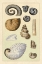 Picture of SHELLS: AMMONACEA