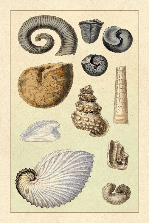 Picture of SHELLS: AMMONACEA