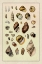 Picture of SHELLS: SESSILE CIRRIPEDES #2