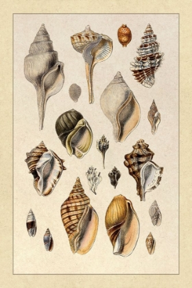 Picture of SHELLS: SESSILE CIRRIPEDES #3