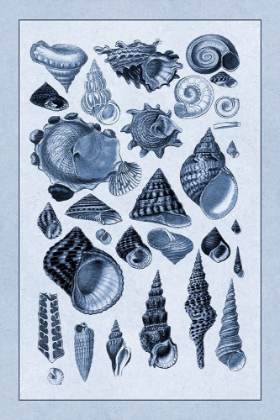 Picture of SHELLS: TRACHELIPODA #3 (BLUE)