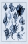 Picture of SHELLS: TRACHELIPODA #5 (BLUE)