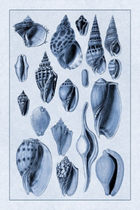 Picture of SHELLS: TRACHELIPODA #6 (BLUE)