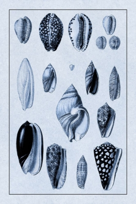 Picture of SHELLS: CONVOLTAE AND ORTHOCERATA (BLUE)