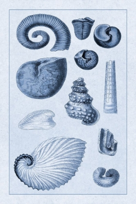 Picture of SHELLS: AMMONACEA (BLUE)