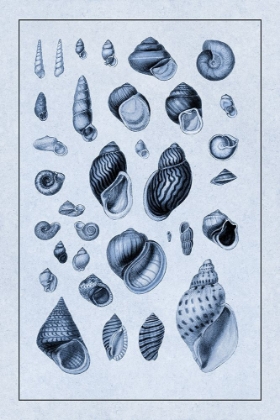Picture of SHELLS: SESSILE CIRRIPEDES #2 (BLUE)