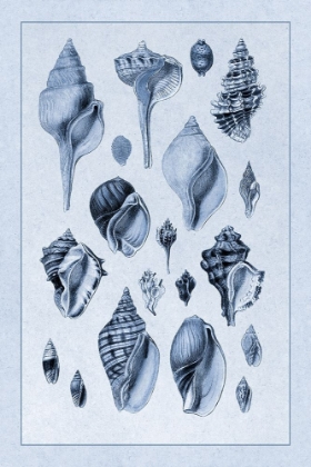 Picture of SHELLS: SESSILE CIRRIPEDES #3 (BLUE)