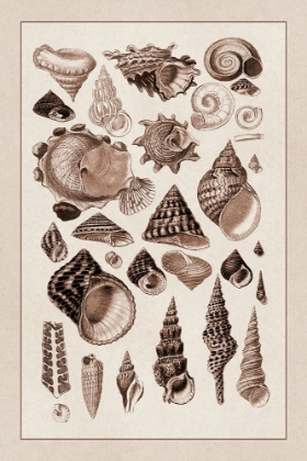 Picture of SHELLS: TRACHELIPODA #3 (SEPIA)