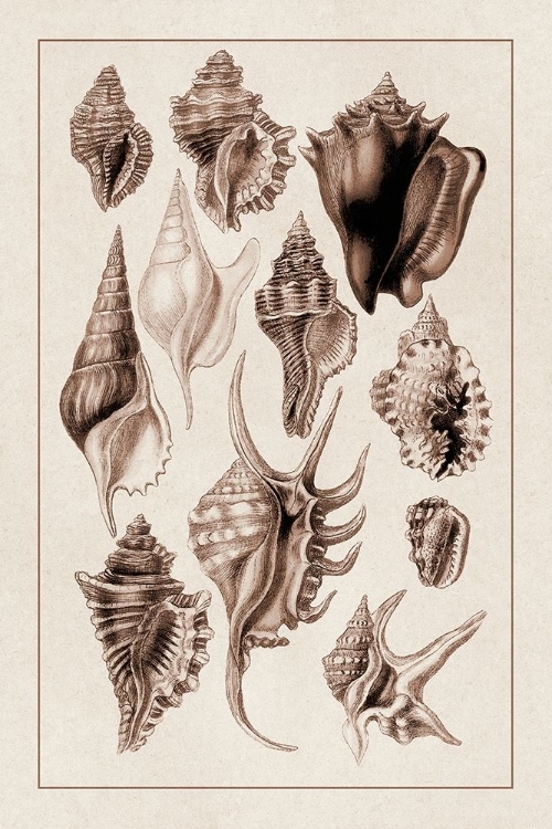 Picture of SHELLS: TRACHELIPODA #5 (SEPIA)