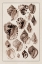 Picture of SHELLS: PURPURIFERA (SEPIA)
