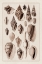 Picture of SHELLS: TRACHELIPODA #6 (SEPIA)