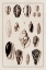Picture of SHELLS: CONVOLTAE AND ORTHOCERATA (SEPIA)