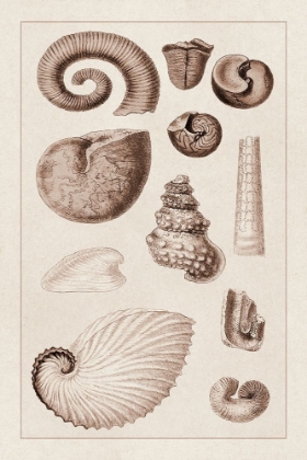 Picture of SHELLS: AMMONACEA (SEPIA)