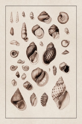 Picture of SHELLS: SESSILE CIRRIPEDES #2 (SEPIA)