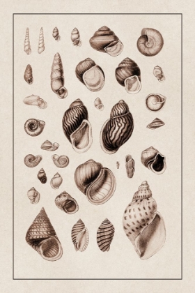 Picture of SHELLS: SESSILE CIRRIPEDES #2 (SEPIA)