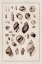 Picture of SHELLS: SESSILE CIRRIPEDES #2 (SEPIA)