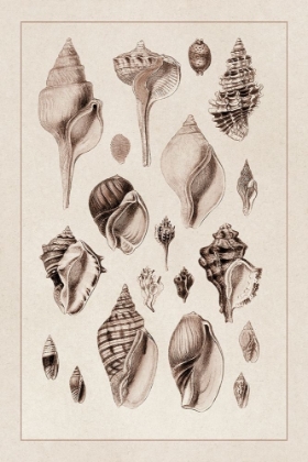 Picture of SHELLS: SESSILE CIRRIPEDES #3 (SEPIA)