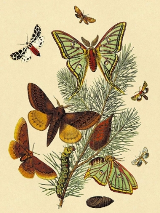 Picture of MOTHS: E. PUDICA, E. PANTHERIA, S. CAECIGENA, L. LINEOSA