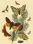 Picture of MOTHS: E. PUDICA, E. PANTHERIA, S. CAECIGENA, L. LINEOSA