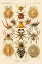 Picture of HAECKEL NATURE ILLUSTRATIONS: SPIDERS