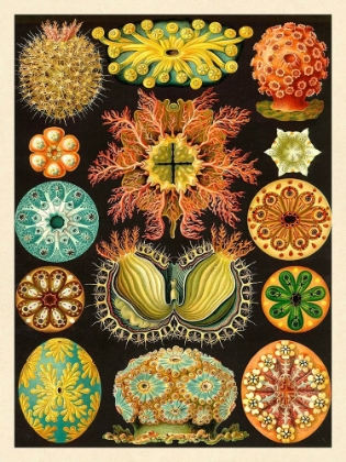 Picture of HAECKEL NATURE ILLUSTRATIONS: ASCIDIAE