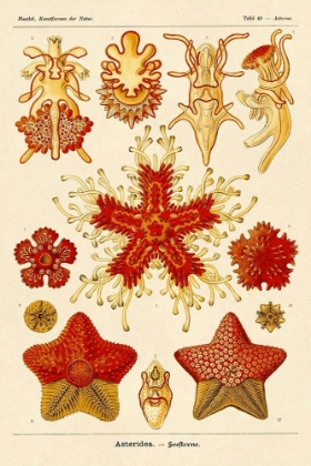 Picture of HAECKEL NATURE ILLUSTRATIONS: STARFISH