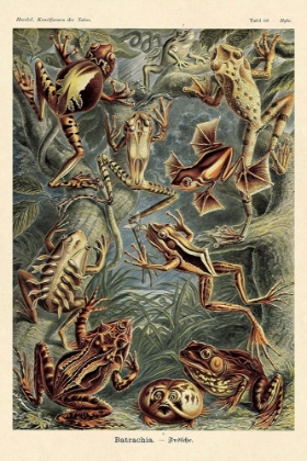 Picture of HAECKEL NATURE ILLUSTRATIONS: FROGS