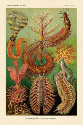 Picture of HAECKEL NATURE ILLUSTRATIONS: WORMS