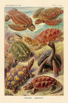 Picture of HAECKEL NATURE ILLUSTRATIONS: TURTLES