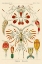Picture of HAECKEL NATURE ILLUSTRATIONS: CRUSTACEANS