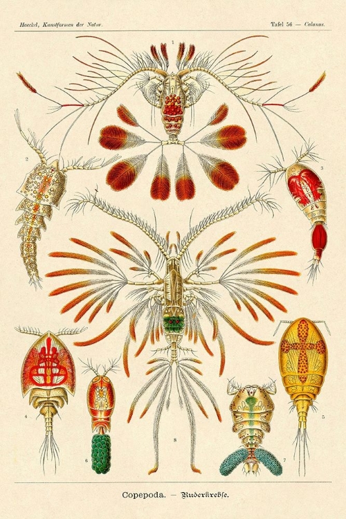 Picture of HAECKEL NATURE ILLUSTRATIONS: CRUSTACEANS