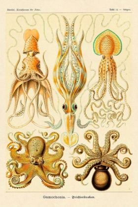 Picture of HAECKEL NATURE ILLUSTRATIONS: CEPHLOPODS