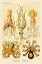 Picture of HAECKEL NATURE ILLUSTRATIONS: CEPHLOPODS