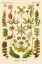 Picture of HAECKEL NATURE ILLUSTRATIONS: CORALS