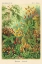 Picture of HAECKEL NATURE ILLUSTRATIONS: MUSCINAE