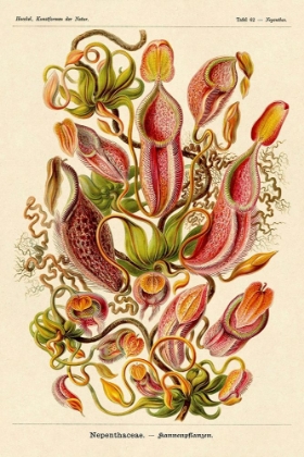 Picture of HAECKEL NATURE ILLUSTRATIONS: PITCHER PLANTS