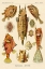 Picture of HAECKEL NATURE ILLUSTRATIONS: BOXFISH