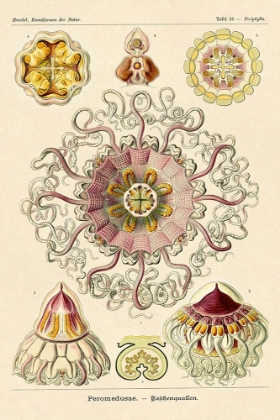 Picture of HAECKEL NATURE ILLUSTRATIONS: JELLY FISH
