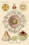 Picture of HAECKEL NATURE ILLUSTRATIONS: JELLY FISH