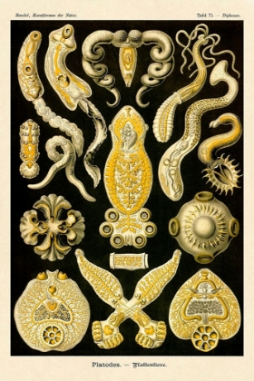 Picture of HAECKEL NATURE ILLUSTRATIONS: FLATWORMS