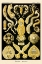 Picture of HAECKEL NATURE ILLUSTRATIONS: FLATWORMS